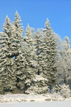 Large spruces in winter Stock Photos