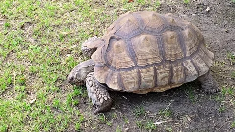 Large spurred tortoise grazing on green grass Stock Footage 347324840