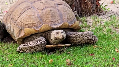 Large spurred tortoise resting peacefully on green grass in wildlife setting Stock Footage 347324746