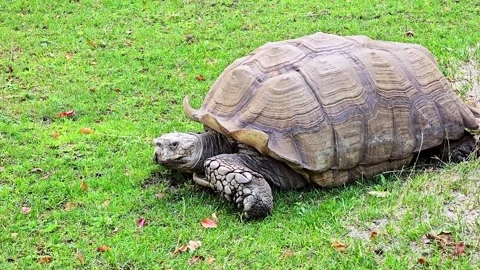 Large spurred tortoise resting on a vibrant green lawn Stock Footage 347324747