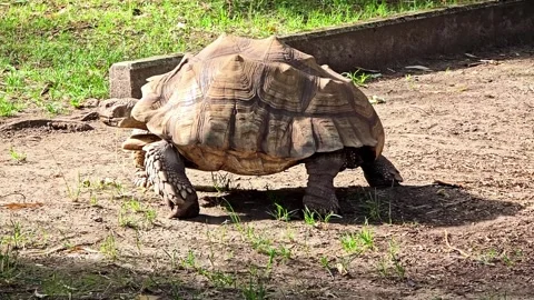 Large spurred tortoise walking on a dirt path in a park Stock Footage 347324783