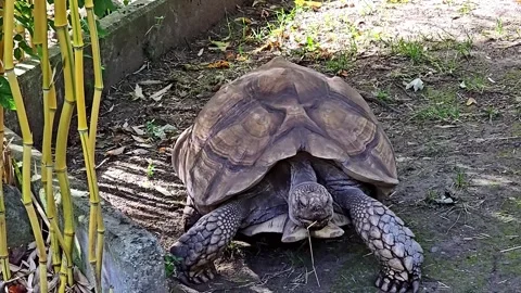 Large spurred tortoise walking forward toward the camera near bamboo and co.. Stock Footage 347324800