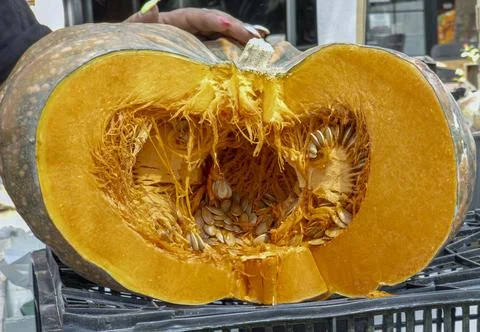 Large squash cut open on a black crate shows bright orange flesh and seeds .. Stock Photos