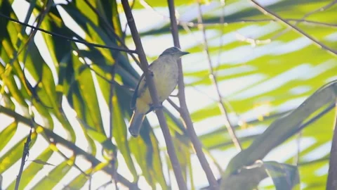 Large Sri Lanka White-eye 库存影片 135031003