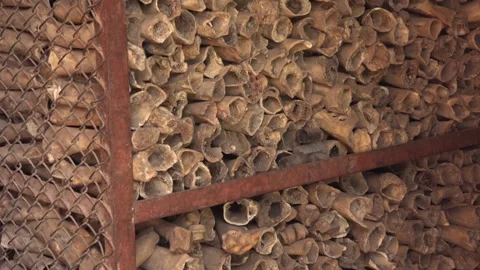 Large stack of bones, Kathmandu, Bagmati Province, Nepal Stock Footage 147608101