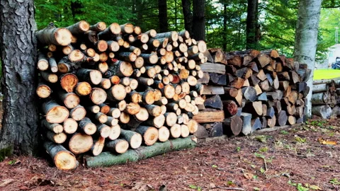 Large Stack Of Cut Firewood In Forest Stock Footage 346649308
