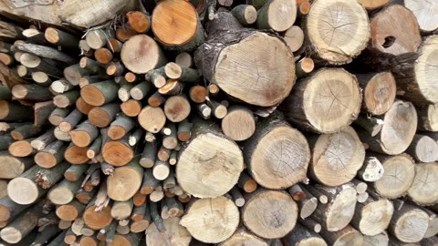 Large stack of cut firewood logs and tree trunks Stock Footage 340391735