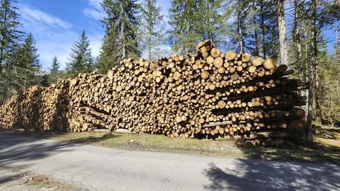 Large stack of cut logs in forest Foto stock