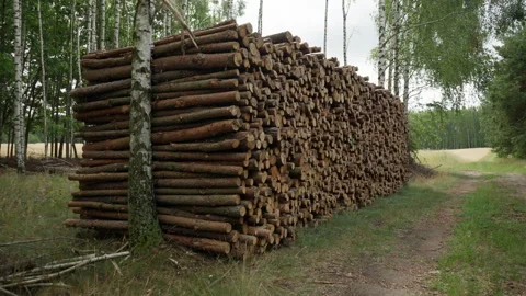 Large stack of cut pine logs sits by a forest path for lumber manufacturing Stock Footage 339363083