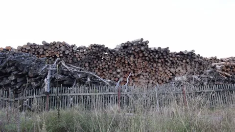 Large stack of cut timber logs behind old wooden fence with dry grass in foregro Stock Footage 318217821