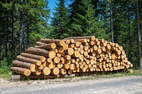 Large stack of cut timber logs beside forest road, raw wood trunks piled hi.. Stock Photos