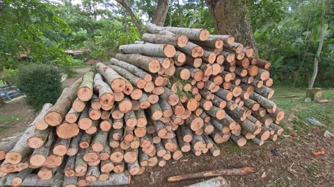 Large Stack of Cut Wooden Logs in the Forest 库存影片 328279314