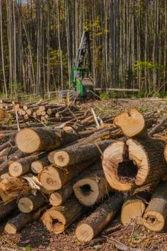 Large stack of firewood piled flawlessly in huge woodpile. Perfectly stacked Stock Photos
