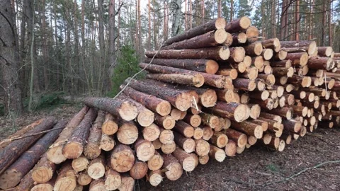 Large stack of fresh cut pine logs piled in forest clearing for timber industry Stock Footage 342921240