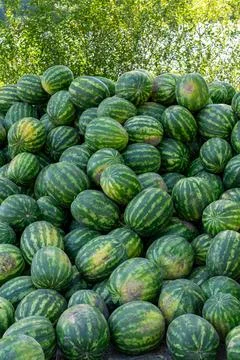 Large stack of fresh green striped watermelons with bushy green background Fotos Stock