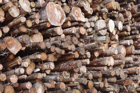 A large stack of freshly cut logs is neatly piled in the forest Stock Photos