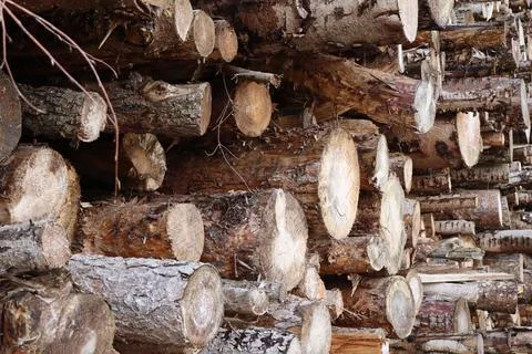 A large stack of freshly cut logs is neatly piled in the forest Stock Photos