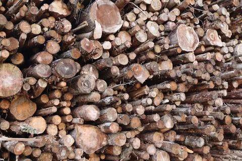 A large stack of freshly cut logs is neatly piled in the forest Fotos de archivo