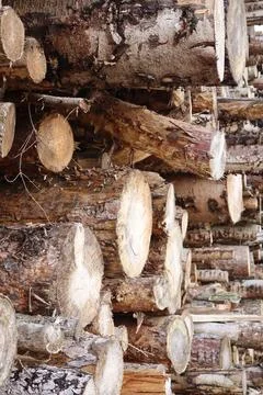 A large stack of freshly cut logs is neatly piled in the forest Stock Photos