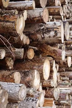 A large stack of freshly cut logs is neatly piled in the forest Stock Photos