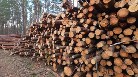 Large stack of freshly cut pine tree logs in forest, showing raw wood texture Stock Footage 340387082