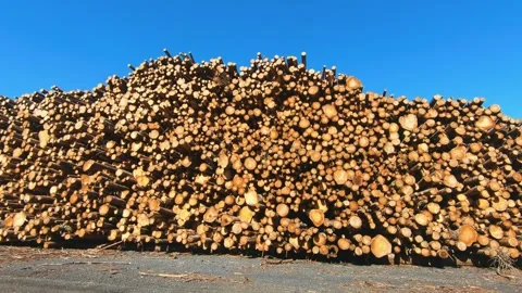 Large stack of freshly cut timber logs piled high at a lumber yard under clear Stock Footage 322027434