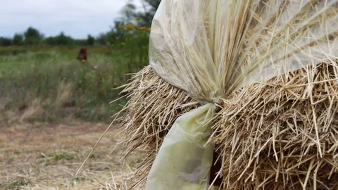 Large stack of hay or straw covered with polythene dries under the open sky. A Stock Footage