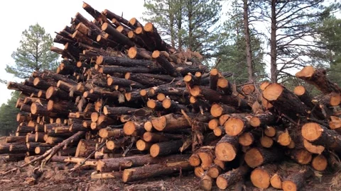 Large Stack of Pine Logs in Forest After Logging Stock Footage 294727911