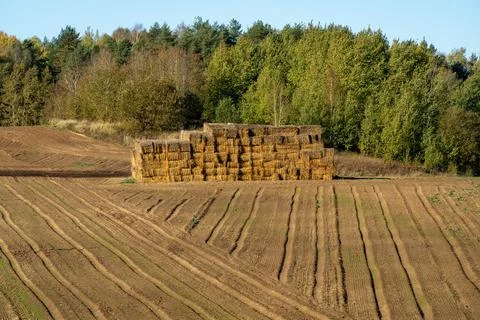 Large stack of rectangular hay bales Foto stock