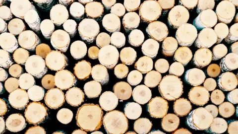 A large stack of sawn birch logs. The felled trees are stacked. Stock Footage 326926806