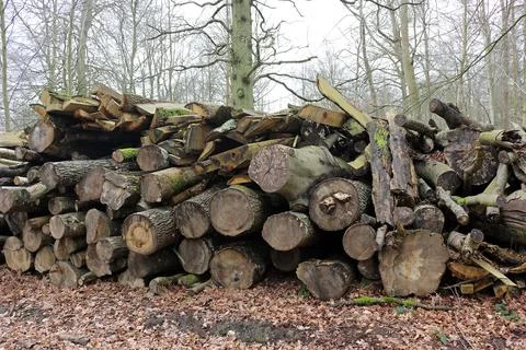 Large Stack of Tree Logs and Firewood in Winter Forest 스톡 사진