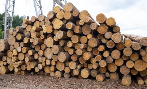 Large stack of untreated logs in an outdoor lumber warehouse Stock Photos