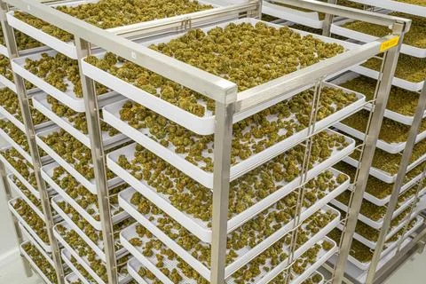 Large stack of white trays with green marijuana on them Foto stock