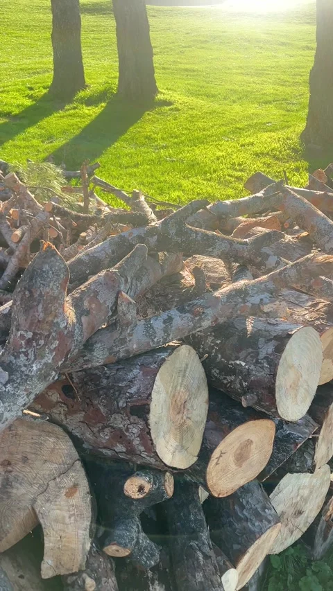 A large stack of wood logs is piled up in a grassy area, creating a peaceful Stock-Footage 330980907