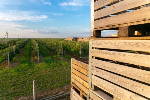 A large stack of wooden boxes for picking apples in an apple orchard. Stock Photos