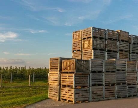 A large stack of wooden boxes for picking apples in an apple orchard. Fotos Stock