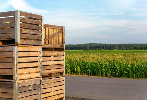 A large stack of wooden boxes for picking corn Stock Photos