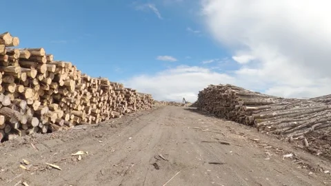 Large stacks of cut logs on either side of dirt road Видео 331291345