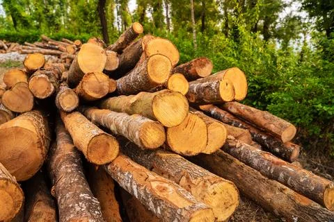 Large stacks of cut timber logs Stock Photos
