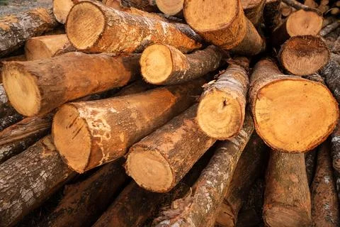 Large stacks of cut timber logs 库存照片