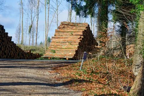Large stacks of freshly cut logs piled along a forest road on a sunny day Stock Photos