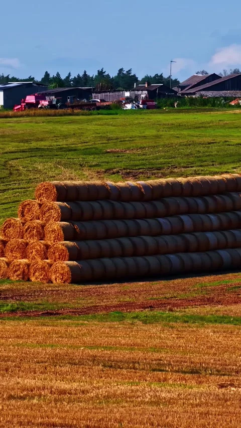 Large stacks of harvested round straw bales resting on rural agricultural f.. Stock Footage 337786130