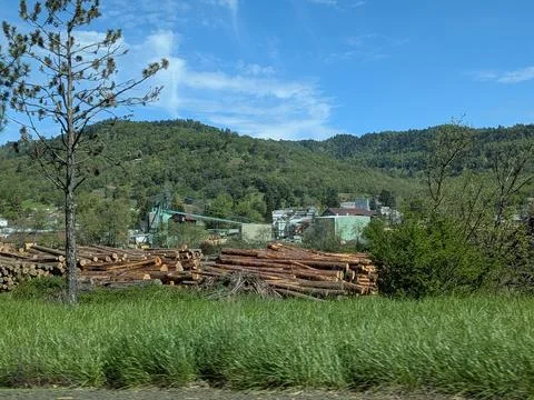 Large stacks of timber logs beside an active lumber mill under bright sunshine Foto stock