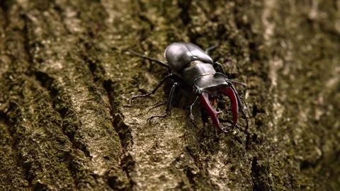 Large stag beetle climbing on textured tree bark Stock Footage 340775659