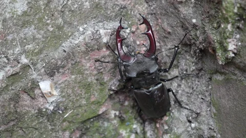 A large stag beetle with large horns sits on a stone Stock Footage 277868376