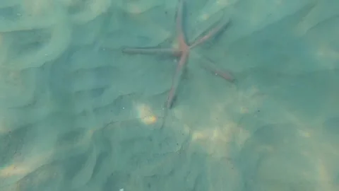 Large starfish lies on the sandy bottom. Stock Footage 243280144