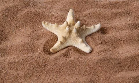 Large starfish Stock Photos