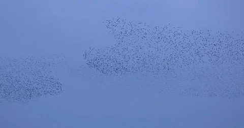 Large Starling bird murmuration flying and joining amazing nature Stock Footage 82699036