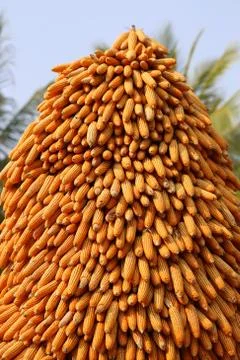 Large statue of corn Stock Photos