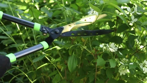Large steel shears trim branches of ornamental shrub 스톡 동영상 344278465